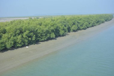 Nehir kıyısındaki tropikal mangrov ekosistem ve kıyı çamurlarının manzaralı manzarası