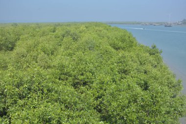 Bangladeş 'in kıyı sulak alanları boyunca uzanan yoğun bir mangrov ormanının tepe örtüsü. Cox 's Bazar' ın gelgit ekosistemindeki yemyeşil ve ağaç dallarının ayrıntılı görüntüsü.