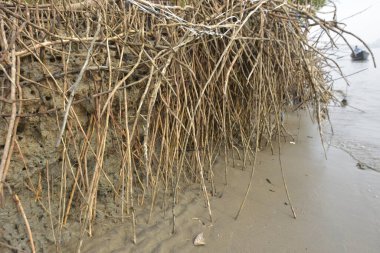 Bangladeş 'teki Bakkhali Nehri' nin gelgit bölgesinde ortaya çıkan mangrov kökleri, tortu erozyonunu, gelgit etkisini ve mangrovların kıyı sulak alanlarını dengelemede ekolojik rolünü gösteriyor..