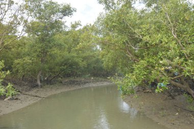 Genç mangrov fidanları kıyı gelgitleri sırasında kısmen sular altında kalarak tuzlu sulardaki doğal rejenerasyonu, gelgit mangrov orman ekosistemini, iklime dayanıklı kıyı bitkilerini, mavi karbon habitat desteğini gösterir.