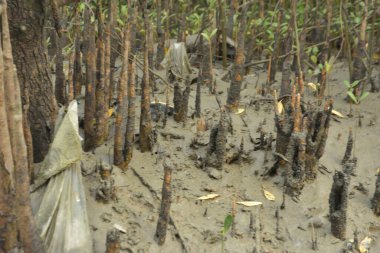 Genç mangrov fidanları kıyı gelgitleri sırasında kısmen sular altında kalarak tuzlu sulardaki doğal rejenerasyonu, gelgit mangrov orman ekosistemini, iklime dayanıklı kıyı bitkilerini, mavi karbon habitat desteğini gösterir.