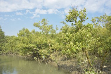 Genç mangrov fidanları kıyı gelgitleri sırasında kısmen sular altında kalarak tuzlu sulardaki doğal rejenerasyonu, gelgit mangrov orman ekosistemini, iklime dayanıklı kıyı bitkilerini, mavi karbon habitat desteğini gösterir.