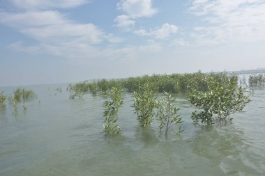 Genç mangrov fidanları kıyı gelgitleri sırasında kısmen sular altında kalarak tuzlu sulardaki doğal rejenerasyonu, gelgit mangrov orman ekosistemini, iklime dayanıklı kıyı bitkilerini, mavi karbon habitat desteğini gösterir.