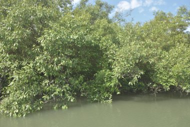 Genç mangrov fidanları kıyı gelgitleri sırasında kısmen sular altında kalarak tuzlu sulardaki doğal rejenerasyonu, gelgit mangrov orman ekosistemini, iklime dayanıklı kıyı bitkilerini, mavi karbon habitat desteğini gösterir.