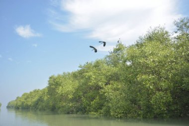 Cox 'un pazar bangladeş' indeki Bakkhali nehir kıyısı boyunca uzanan yemyeşil mangrov ormanı alçak gelgit sırasında