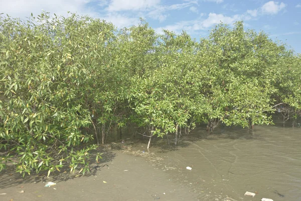 Genç mangrov fidanları kıyı gelgitleri sırasında kısmen sular altında kalarak tuzlu sulardaki doğal rejenerasyonu, gelgit mangrov orman ekosistemini, iklime dayanıklı kıyı bitkilerini, mavi karbon habitat desteğini gösterir.