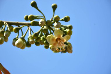 Ceiba pentandra, Kapok ağacı olarak da bilinir. Görüntü, tropikal ormanların ve büyük ölçekli ticari pamuk ağaçlarının zengin biyolojik çeşitliliğini yansıtan, doğal ortamlarındaki eşsiz sarımsı beyaz çiçekleri ve yeşil tomurcukları yakalıyor..