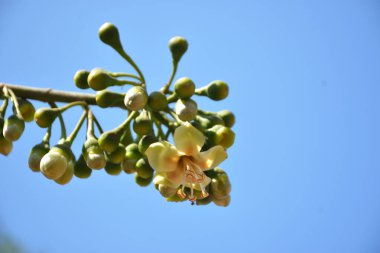 Ceiba pentandra, Kapok ağacı olarak da bilinir. Görüntü, tropikal ormanların ve büyük ölçekli ticari pamuk ağaçlarının zengin biyolojik çeşitliliğini yansıtan, doğal ortamlarındaki eşsiz sarımsı beyaz çiçekleri ve yeşil tomurcukları yakalıyor..
