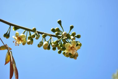 Ceiba pentandra, Kapok ağacı olarak da bilinir. Görüntü, tropikal ormanların ve büyük ölçekli ticari pamuk ağaçlarının zengin biyolojik çeşitliliğini yansıtan, doğal ortamlarındaki eşsiz sarımsı beyaz çiçekleri ve yeşil tomurcukları yakalıyor..