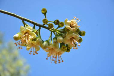Ceiba pentandra, Kapok ağacı olarak da bilinir. Görüntü, tropikal ormanların ve büyük ölçekli ticari pamuk ağaçlarının zengin biyolojik çeşitliliğini yansıtan, doğal ortamlarındaki eşsiz sarımsı beyaz çiçekleri ve yeşil tomurcukları yakalıyor..