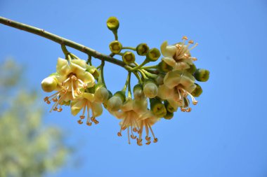 Ceiba pentandra, Kapok ağacı olarak da bilinir. Görüntü, tropikal ormanların ve büyük ölçekli ticari pamuk ağaçlarının zengin biyolojik çeşitliliğini yansıtan, doğal ortamlarındaki eşsiz sarımsı beyaz çiçekleri ve yeşil tomurcukları yakalıyor..