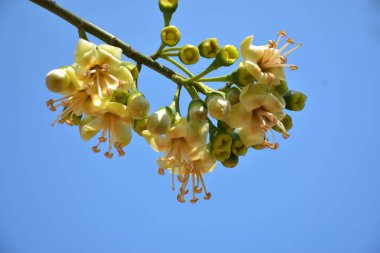 Ceiba pentandra, Kapok ağacı olarak da bilinir. Görüntü, tropikal ormanların ve büyük ölçekli ticari pamuk ağaçlarının zengin biyolojik çeşitliliğini yansıtan, doğal ortamlarındaki eşsiz sarımsı beyaz çiçekleri ve yeşil tomurcukları yakalıyor..