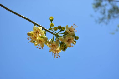Ceiba pentandra, Kapok ağacı olarak da bilinir. Görüntü, tropikal ormanların ve büyük ölçekli ticari pamuk ağaçlarının zengin biyolojik çeşitliliğini yansıtan, doğal ortamlarındaki eşsiz sarımsı beyaz çiçekleri ve yeşil tomurcukları yakalıyor..