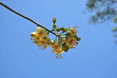 Ceiba pentandra, Kapok ağacı olarak da bilinir. Görüntü, tropikal ormanların ve büyük ölçekli ticari pamuk ağaçlarının zengin biyolojik çeşitliliğini yansıtan, doğal ortamlarındaki eşsiz sarımsı beyaz çiçekleri ve yeşil tomurcukları yakalıyor..