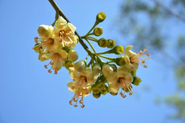Ceiba pentandra, Kapok ağacı olarak da bilinir. Görüntü, tropikal ormanların ve büyük ölçekli ticari pamuk ağaçlarının zengin biyolojik çeşitliliğini yansıtan, doğal ortamlarındaki eşsiz sarımsı beyaz çiçekleri ve yeşil tomurcukları yakalıyor..