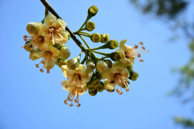 Ceiba pentandra, Kapok ağacı olarak da bilinir. Görüntü, tropikal ormanların ve büyük ölçekli ticari pamuk ağaçlarının zengin biyolojik çeşitliliğini yansıtan, doğal ortamlarındaki eşsiz sarımsı beyaz çiçekleri ve yeşil tomurcukları yakalıyor..