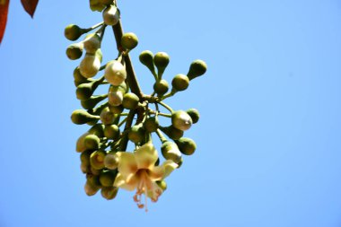 Ceiba pentandra, Kapok ağacı olarak da bilinir. Görüntü, tropikal ormanların ve büyük ölçekli ticari pamuk ağaçlarının zengin biyolojik çeşitliliğini yansıtan, doğal ortamlarındaki eşsiz sarımsı beyaz çiçekleri ve yeşil tomurcukları yakalıyor..