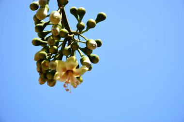 Ceiba pentandra, Kapok ağacı olarak da bilinir. Görüntü, tropikal ormanların ve büyük ölçekli ticari pamuk ağaçlarının zengin biyolojik çeşitliliğini yansıtan, doğal ortamlarındaki eşsiz sarımsı beyaz çiçekleri ve yeşil tomurcukları yakalıyor..