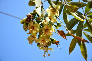Ceiba pentandra, Kapok ağacı olarak da bilinir. Görüntü, tropikal ormanların ve büyük ölçekli ticari pamuk ağaçlarının zengin biyolojik çeşitliliğini yansıtan, doğal ortamlarındaki eşsiz sarımsı beyaz çiçekleri ve yeşil tomurcukları yakalıyor..
