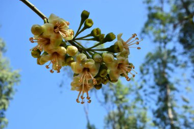 Ceiba pentandra, Kapok ağacı olarak da bilinir. Görüntü, tropikal ormanların ve büyük ölçekli ticari pamuk ağaçlarının zengin biyolojik çeşitliliğini yansıtan, doğal ortamlarındaki eşsiz sarımsı beyaz çiçekleri ve yeşil tomurcukları yakalıyor..