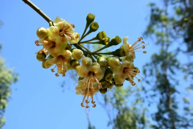 Ceiba pentandra, Kapok ağacı olarak da bilinir. Görüntü, tropikal ormanların ve büyük ölçekli ticari pamuk ağaçlarının zengin biyolojik çeşitliliğini yansıtan, doğal ortamlarındaki eşsiz sarımsı beyaz çiçekleri ve yeşil tomurcukları yakalıyor..