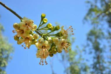 Ceiba pentandra, Kapok ağacı olarak da bilinir. Görüntü, tropikal ormanların ve büyük ölçekli ticari pamuk ağaçlarının zengin biyolojik çeşitliliğini yansıtan, doğal ortamlarındaki eşsiz sarımsı beyaz çiçekleri ve yeşil tomurcukları yakalıyor..