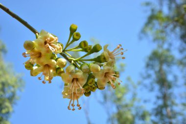 Ceiba pentandra, Kapok ağacı olarak da bilinir. Görüntü, tropikal ormanların ve büyük ölçekli ticari pamuk ağaçlarının zengin biyolojik çeşitliliğini yansıtan, doğal ortamlarındaki eşsiz sarımsı beyaz çiçekleri ve yeşil tomurcukları yakalıyor..