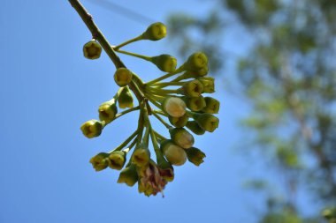 Ceiba pentandra, Kapok ağacı olarak da bilinir. Görüntü, tropikal ormanların ve büyük ölçekli ticari pamuk ağaçlarının zengin biyolojik çeşitliliğini yansıtan, doğal ortamlarındaki eşsiz sarımsı beyaz çiçekleri ve yeşil tomurcukları yakalıyor..