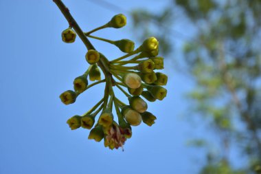 Ceiba pentandra, Kapok ağacı olarak da bilinir. Görüntü, tropikal ormanların ve büyük ölçekli ticari pamuk ağaçlarının zengin biyolojik çeşitliliğini yansıtan, doğal ortamlarındaki eşsiz sarımsı beyaz çiçekleri ve yeşil tomurcukları yakalıyor..