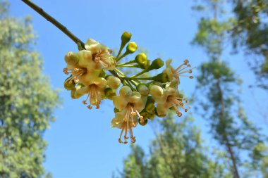 Ceiba pentandra, Kapok ağacı olarak da bilinir. Görüntü, tropikal ormanların ve büyük ölçekli ticari pamuk ağaçlarının zengin biyolojik çeşitliliğini yansıtan, doğal ortamlarındaki eşsiz sarımsı beyaz çiçekleri ve yeşil tomurcukları yakalıyor..