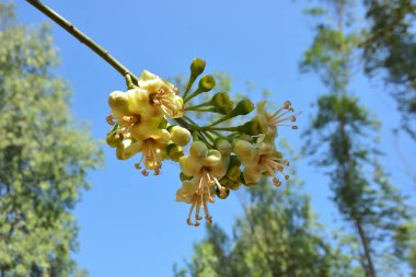 Ceiba pentandra, Kapok ağacı olarak da bilinir. Görüntü, tropikal ormanların ve büyük ölçekli ticari pamuk ağaçlarının zengin biyolojik çeşitliliğini yansıtan, doğal ortamlarındaki eşsiz sarımsı beyaz çiçekleri ve yeşil tomurcukları yakalıyor..