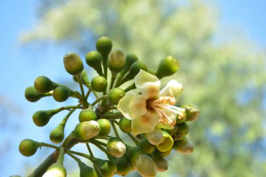 Ceiba pentandra, Kapok ağacı olarak da bilinir. Görüntü, tropikal ormanların ve büyük ölçekli ticari pamuk ağaçlarının zengin biyolojik çeşitliliğini yansıtan, doğal ortamlarındaki eşsiz sarımsı beyaz çiçekleri ve yeşil tomurcukları yakalıyor..