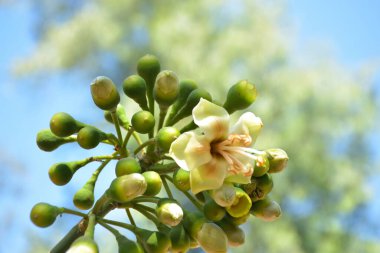 Ceiba pentandra, Kapok ağacı olarak da bilinir. Görüntü, tropikal ormanların ve büyük ölçekli ticari pamuk ağaçlarının zengin biyolojik çeşitliliğini yansıtan, doğal ortamlarındaki eşsiz sarımsı beyaz çiçekleri ve yeşil tomurcukları yakalıyor..