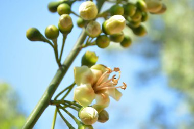 Ceiba pentandra, Kapok ağacı olarak da bilinir. Görüntü, tropikal ormanların ve büyük ölçekli ticari pamuk ağaçlarının zengin biyolojik çeşitliliğini yansıtan, doğal ortamlarındaki eşsiz sarımsı beyaz çiçekleri ve yeşil tomurcukları yakalıyor..