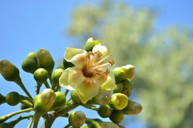 Ceiba pentandra, Kapok ağacı olarak da bilinir. Görüntü, tropikal ormanların ve büyük ölçekli ticari pamuk ağaçlarının zengin biyolojik çeşitliliğini yansıtan, doğal ortamlarındaki eşsiz sarımsı beyaz çiçekleri ve yeşil tomurcukları yakalıyor..