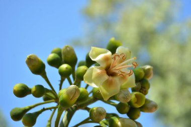 Ceiba pentandra, Kapok ağacı olarak da bilinir. Görüntü, tropikal ormanların ve büyük ölçekli ticari pamuk ağaçlarının zengin biyolojik çeşitliliğini yansıtan, doğal ortamlarındaki eşsiz sarımsı beyaz çiçekleri ve yeşil tomurcukları yakalıyor..
