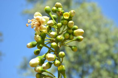 Ceiba pentandra, Kapok ağacı olarak da bilinir. Görüntü, tropikal ormanların ve büyük ölçekli ticari pamuk ağaçlarının zengin biyolojik çeşitliliğini yansıtan, doğal ortamlarındaki eşsiz sarımsı beyaz çiçekleri ve yeşil tomurcukları yakalıyor..