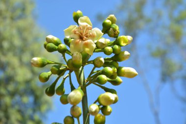 Ceiba pentandra, Kapok ağacı olarak da bilinir. Görüntü, tropikal ormanların ve büyük ölçekli ticari pamuk ağaçlarının zengin biyolojik çeşitliliğini yansıtan, doğal ortamlarındaki eşsiz sarımsı beyaz çiçekleri ve yeşil tomurcukları yakalıyor..