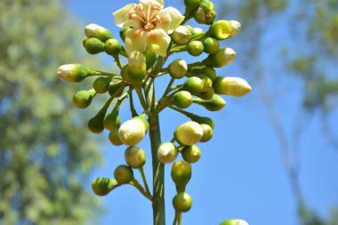 Ceiba pentandra, Kapok ağacı olarak da bilinir. Görüntü, tropikal ormanların ve büyük ölçekli ticari pamuk ağaçlarının zengin biyolojik çeşitliliğini yansıtan, doğal ortamlarındaki eşsiz sarımsı beyaz çiçekleri ve yeşil tomurcukları yakalıyor..