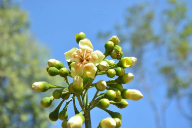 Ceiba pentandra, Kapok ağacı olarak da bilinir. Görüntü, tropikal ormanların ve büyük ölçekli ticari pamuk ağaçlarının zengin biyolojik çeşitliliğini yansıtan, doğal ortamlarındaki eşsiz sarımsı beyaz çiçekleri ve yeşil tomurcukları yakalıyor..
