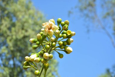 Ceiba pentandra, Kapok ağacı olarak da bilinir. Görüntü, tropikal ormanların ve büyük ölçekli ticari pamuk ağaçlarının zengin biyolojik çeşitliliğini yansıtan, doğal ortamlarındaki eşsiz sarımsı beyaz çiçekleri ve yeşil tomurcukları yakalıyor..