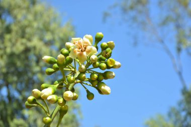 Ceiba pentandra, Kapok ağacı olarak da bilinir. Görüntü, tropikal ormanların ve büyük ölçekli ticari pamuk ağaçlarının zengin biyolojik çeşitliliğini yansıtan, doğal ortamlarındaki eşsiz sarımsı beyaz çiçekleri ve yeşil tomurcukları yakalıyor..