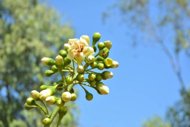 Ceiba pentandra, Kapok ağacı olarak da bilinir. Görüntü, tropikal ormanların ve büyük ölçekli ticari pamuk ağaçlarının zengin biyolojik çeşitliliğini yansıtan, doğal ortamlarındaki eşsiz sarımsı beyaz çiçekleri ve yeşil tomurcukları yakalıyor..