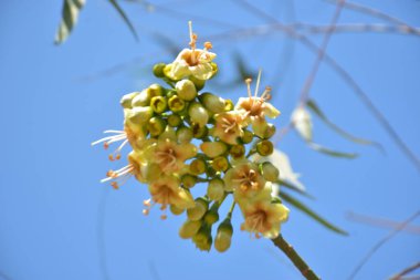 Ceiba pentandra, Kapok ağacı olarak da bilinir. Görüntü, tropikal ormanların ve büyük ölçekli ticari pamuk ağaçlarının zengin biyolojik çeşitliliğini yansıtan, doğal ortamlarındaki eşsiz sarımsı beyaz çiçekleri ve yeşil tomurcukları yakalıyor..