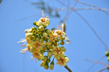 Ceiba pentandra, Kapok ağacı olarak da bilinir. Görüntü, tropikal ormanların ve büyük ölçekli ticari pamuk ağaçlarının zengin biyolojik çeşitliliğini yansıtan, doğal ortamlarındaki eşsiz sarımsı beyaz çiçekleri ve yeşil tomurcukları yakalıyor..