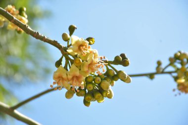 Ceiba pentandra, Kapok ağacı olarak da bilinir. Görüntü, tropikal ormanların ve büyük ölçekli ticari pamuk ağaçlarının zengin biyolojik çeşitliliğini yansıtan, doğal ortamlarındaki eşsiz sarımsı beyaz çiçekleri ve yeşil tomurcukları yakalıyor..
