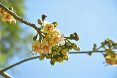 Ceiba pentandra, Kapok ağacı olarak da bilinir. Görüntü, tropikal ormanların ve büyük ölçekli ticari pamuk ağaçlarının zengin biyolojik çeşitliliğini yansıtan, doğal ortamlarındaki eşsiz sarımsı beyaz çiçekleri ve yeşil tomurcukları yakalıyor..