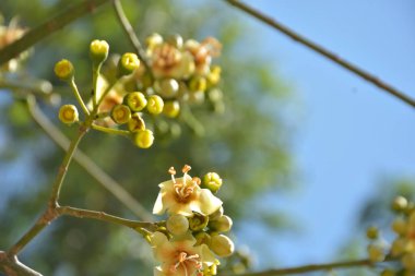 Ceiba pentandra, Kapok ağacı olarak da bilinir. Görüntü, tropikal ormanların ve büyük ölçekli ticari pamuk ağaçlarının zengin biyolojik çeşitliliğini yansıtan, doğal ortamlarındaki eşsiz sarımsı beyaz çiçekleri ve yeşil tomurcukları yakalıyor..