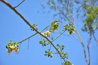 Ceiba pentandra, Kapok ağacı olarak da bilinir. Görüntü, tropikal ormanların ve büyük ölçekli ticari pamuk ağaçlarının zengin biyolojik çeşitliliğini yansıtan, doğal ortamlarındaki eşsiz sarımsı beyaz çiçekleri ve yeşil tomurcukları yakalıyor..