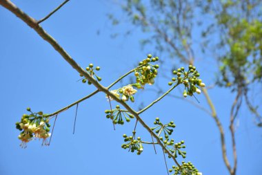 Ceiba pentandra, Kapok ağacı olarak da bilinir. Görüntü, tropikal ormanların ve büyük ölçekli ticari pamuk ağaçlarının zengin biyolojik çeşitliliğini yansıtan, doğal ortamlarındaki eşsiz sarımsı beyaz çiçekleri ve yeşil tomurcukları yakalıyor..